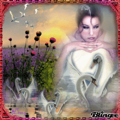 Soleil couchant sur les cygnes!