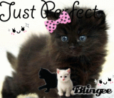 pitit chaton trop mignon