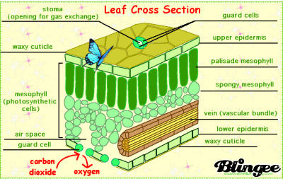 leaf cross section Picture #129292739 | Blingee.com