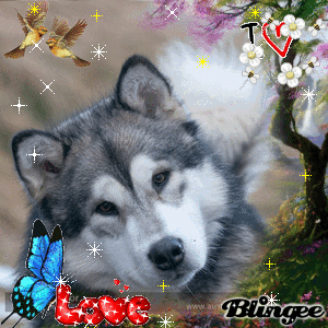 Husky Bilder Kostenlos Husky Bilder Kostenlos