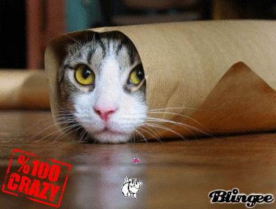 Gattino Buffo Immagini Animate Da Condividere 129953338 Blingee Com In queste pagine troverete tutto cio che vi servira per abbellire le vostre pagine web e le migliori gif animate da inviare agli amici con whatsapp o con il vostro messenger preferito. blingee com