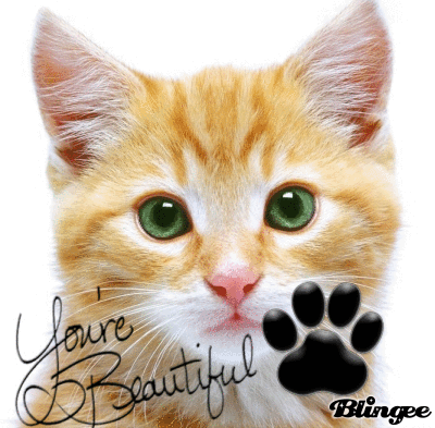 beautiful kitty
