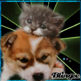 Puppy and Kitty ~ Love!  By BRU