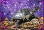 Space Turtle Space Turtle