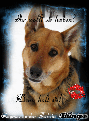 teilzeit tierheim