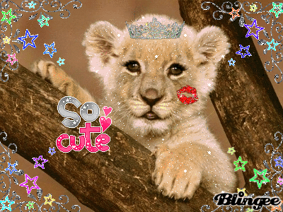 Beutiful beutiful lion picture #130986624 | blingee Beutiful beutiful lion picture #130986624 | blingee