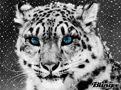 Снежен леопард Picture #131052337 | Blingee.com