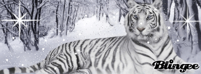 Resultado de imagen para TIGRES BENGALAS BLANCO GIF