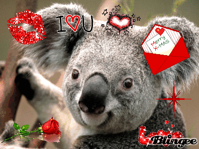 Immagini Koala Natale