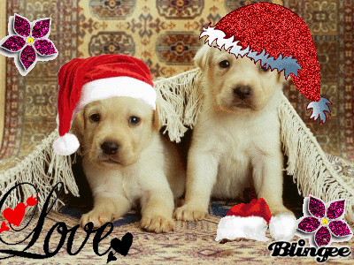 ... Pictures pictures of cute hush puppies basset hound imus animals