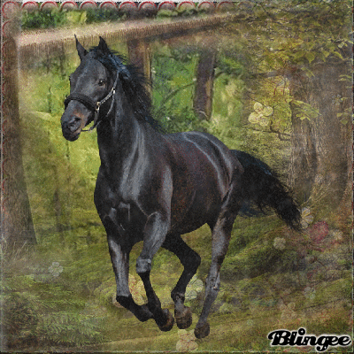Horse For Caesar59
