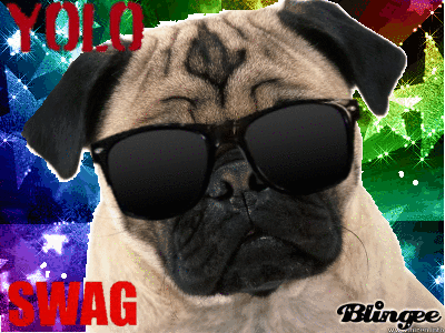 pug rate swag pug picture 131629892 blingee pug rate swag pug picture 131629892 blingee