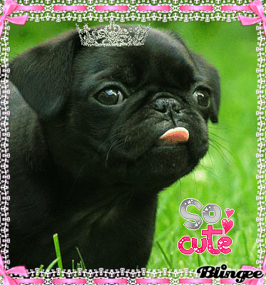 pug itching constantly pug gif search gifclip pug itching constantly pug gif search gifclip