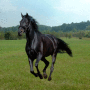 horselover9111 horselover9111