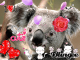Cute Koala + BONUS CATS!!!