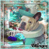 french bulldog french bulldog