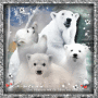 Ours blanc
