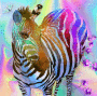 Rainbow Zebra Rainbow Zebra