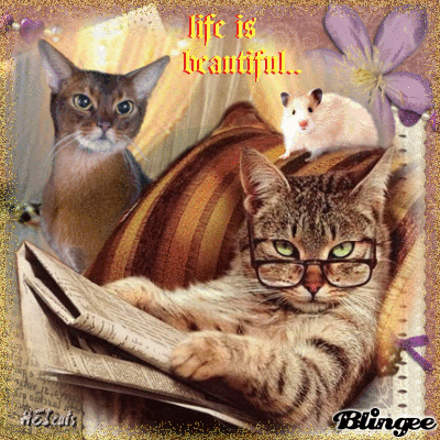 View Katzen Gif Lustig Schönen Nachmittag PNG