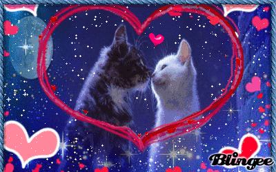Cats In Love