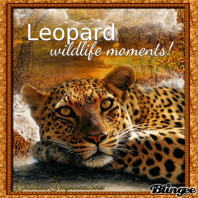 Leopard: wildlife moments! by EndlessImpressions Leopard: wildlife moments! by EndlessImpressions