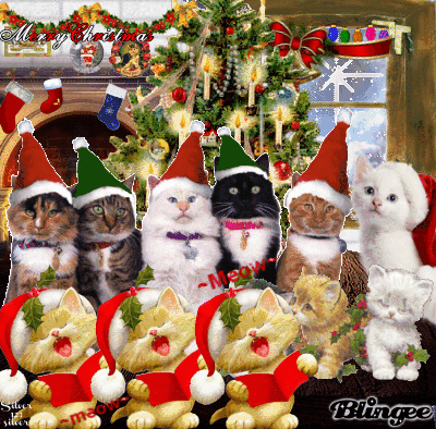 ○{C.O.R.A.L  C.A.T.S.}○