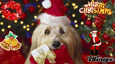 joyeux noel kiki joyeux noel kiki