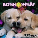 bonne année