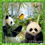 panda.......................