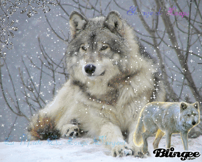 Loup Argenté