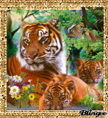 Tigers Picture #134366007 | Blingee.com