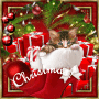 X'mas Cat