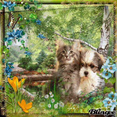 Kennenlernen hund und katze