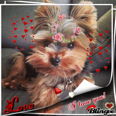 YORKIE, I LOVE YOU...!!!! Image 135266893