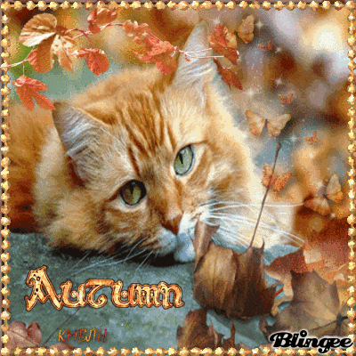 Autumn Cat With Leaves Animated Picture Codes and ...