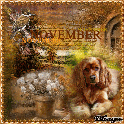 November Animals A Stunning Photo Gallery - q772j5n