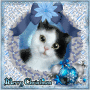 merry christmas cat