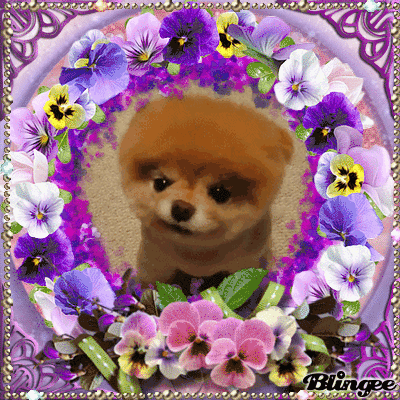 World's Cutest Teddy Bear Dog Picture #135639827 | Blingee.com