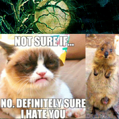 quokka and grumpy cat