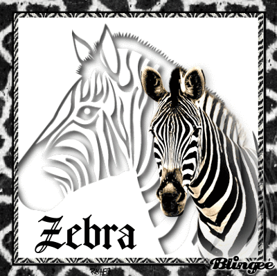 Zebra Cut-Out Picture #136013763 | Blingee.com