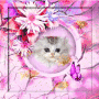 chat
