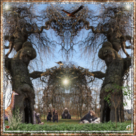 Naturwunder Baumriesen