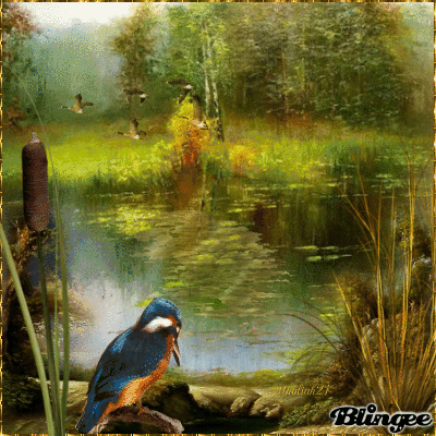 Der Eisvogel Fotografía 137697580