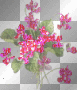 Pink Flowers Pink Flowers