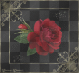 A rose 