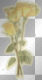 yellow rose glitter