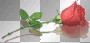 rosee