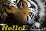 Tiger hello