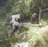 gorillas gorillas