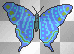 blue flashing butterfly